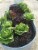 Malibu Compost (#100507245) Bu�s Blend Biodynamic Compost- 12 qt Perspective: left
