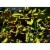MasterPieces® Glow in the Dark Hidden Images™ Garden of Song Puzzle Perspective: left