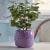 Krylon® Colormaxx Paint & Primer - Gloss Gum Drop Perspective: left