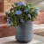 Krylon® ColorMaxx Indoor/Outdoor Gloss Smoke Gray Spray Paint and Primer Perspective: left