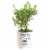Thanks For Helping Me Grow Father's Day Mustache Medium Bonsai - Assorted Perspective: left