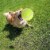 Dog Tennis Balls 20 Pack Pet Tennis Ball for Small Dogs Premium Fetch Toy Non-Toxic Perspective: left