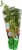 Soli Organic™ Italian Parsley Perspective: left