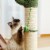 Cactus Cat Tree Cat Scratcher with Sisal Scratching Post and Interactive Dangling Ball For Perspective: left