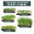 Window Garden Sango Purple Radish Grow Kit - Plant Home Garden, Juice Healthy Shots Perspective: left