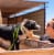 Pet Life Advent Outdoor Series Reflective Durable Martingale Training Dog Leash and Collar Perspective: left
