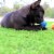 Midlee Mini Dog Tennis Balls Assorted Colors with Squeaker- 25 Pack Perspective: left