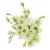 Lisianthus Perspective: left