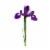 Iris Perspective: left