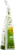 SeaSnax Chomperz Crunchy Seaweed Jalapeno Chips Perspective: left