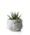 LiveTrends Woodland Succulent - Assorted Perspective: left