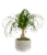 Assorted Ashima Potted Plant Perspective: left