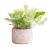 Large Mishima Potted Plant - Assorted Perspective: left
