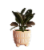 Large Boho Potted Plant - Assorted Perspective: left