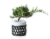 Kaare Juniper Fir Bonsai Tree Perspective: left