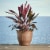Bloem CLN12-43 12 Colonnade Wood Resin Planter, Dark Earth Perspective: left