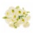 Super Bloom Lisianthus Perspective: left