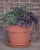 Bloem RCDC846 Bloem 8 in. Dura Cotta Planter Terra Cotta DC8-46 Perspective: left
