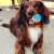 Midlee Squeaky Mini Tennis Ball for Dogs 1.5 - Pack of 12 (Orange/Blue) Perspective: left