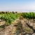 Canoe Ridge Vineyard The Expedition Chardonnay Washington White Wine Perspective: left