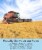 Palouse Brand Brown Lentils 18 lbs Perspective: left