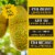 Pitaya Foods® Organic Jackfruit Bite-Sized Pieces Perspective: left