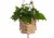 Primitive Planters Macrame Beaded Plant Hanger - Tan Perspective: left