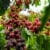 3-19 Coffee Blend Bundle Whole Bean Coffee Perspective: left
