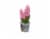 Spring Bulb Fresh Plants in 6 inch Pot - Assorted Perspective: left