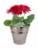 Blooming Plant in Tin Potted Plant - Assorted Perspective: left
