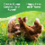 Happy Egg Co.® Free Range Large Brown Organic Eggs Perspective: left