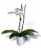 Blooming Fresh Potted Orchid Perspective: left