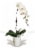 Blooming Fresh Orchid in 5 inch pot Perspective: left