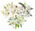 White Lily Combo 5 Stems Perspective: left