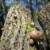 Forest-grown Japanese Dried Shiitake Mushroom DONKO, 25-42mm, 70g Perspective: left