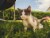 Pet Odour Neutraliser Wax Melts Perspective: left