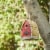 Glitzhome 8.5 H Washed Red Distressed Solid Wood Birdhouse Perspective: left