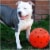 Noa Store 10  Unbreakable Dog Ball Toy - Durable & Lightweight Perspective: left