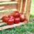 Large Evercrisp Apple - Each Perspective: right