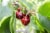 Fresh Red Cherries in bag Perspective: right