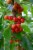 Fresh Rainier Cherries in Bag Perspective: right