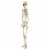 Northlight 5' Life Size Skeleton Hanging Halloween Decoration Perspective: right