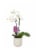 Bloom Haus Premium Live Potted Orchids Perspective: right