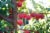 Private Selection® Fresh Cherry Plums in 1 LB Clamshell Perspective: right