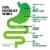 Iberogast™ Digestive Relief Softgels Perspective: right