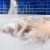 Dial® Gold 2-Pack Bar Soap Perspective: right