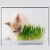 Chia Cat Grass Planter Snoozing Kitty Perspective: right