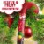 Skittles Original Christmas Chewy Candy Cane Perspective: right