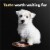Cesar Soft Wet Puppy Food Chicken & Beef Recipe Classic Loaf in Sauce Perspective: right