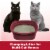 ARM & HAMMER Clump & Seal Ultra Odor Blasters Multi-Cat Clumping Cat Litter Perspective: right